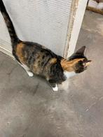 Prachtige poes (Vrouwtjes), Dieren en Toebehoren, Katten en Kittens | Overige Katten, Poes