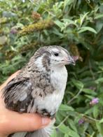 Celadon kwartelhanen, verschillende kleuren, Dieren en Toebehoren, Mannelijk, Overige soorten