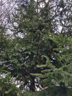 Kersttakken in diverse maten, Ophalen, Nieuw