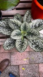 Schildpadplant, Ophalen, Overige soorten, Minder dan 100 cm