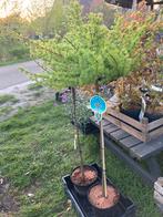 Larix op stam, Tuin en Terras, Zomer, Ophalen of Verzenden, Bolboom