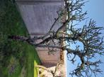 Gratis twee oude appelbomen, Tuin en Terras, Planten | Bomen, Ophalen, Halfschaduw, Overige soorten