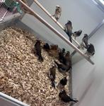 Japanse meeuwtjes, Meerdere dieren, Tropenvogel