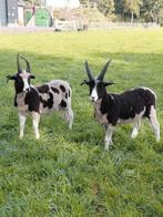 4 hoornige Jacobschaap ramlammeren, Dieren en Toebehoren, Schapen, Geiten en Varkens, Mannelijk, Schaap