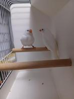 Koppel zebravinken, Dieren en Toebehoren, Vogels | Overige Vogels, Meerdere dieren, Geringd