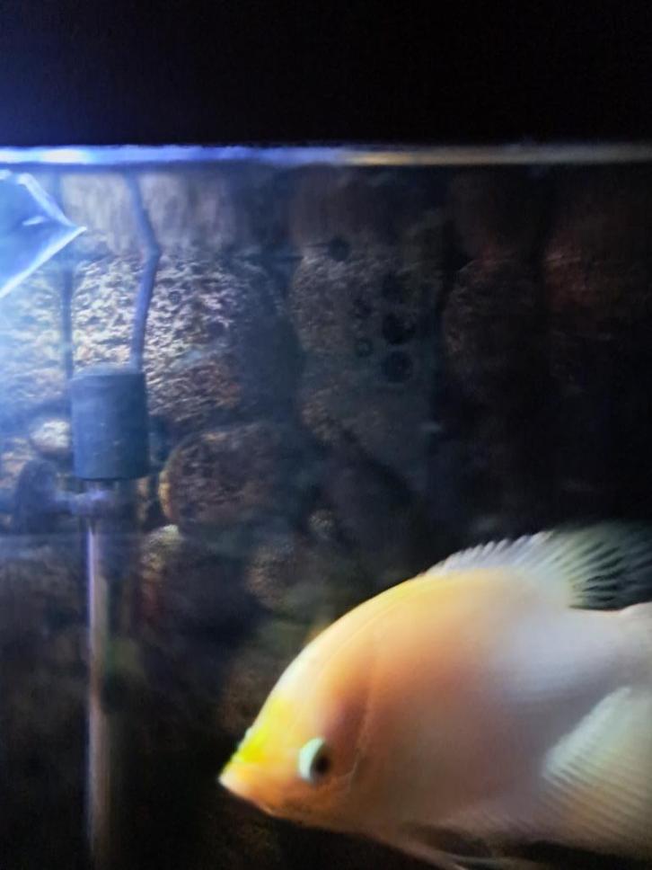 Giant goeramy, Dieren en Toebehoren, Vissen | Aquariumvissen, Zoetwatervis, Vis