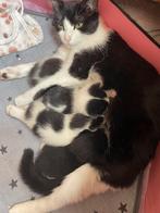 Kittens zoeken een forever home, Dieren en Toebehoren, Katten en Kittens | Overige Katten, Meerdere dieren, Kortharig, 0 tot 2 jaar
