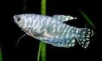 marmergoerami 10cm te koop, Vis, Zoetwatervis, Schoolvis