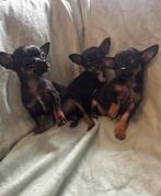 Pincher pups, Dieren en Toebehoren, Rabiës (hondsdolheid), Overige rassen, 8 tot 15 weken, Meerdere dieren