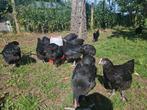Jonge koperhals marans, Meerdere dieren, Kip