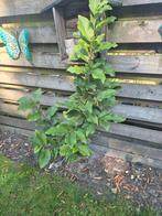 2 Magnolia Struiken, Overige soorten, Lente, 100 tot 250 cm, Ophalen
