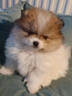 Pomeriaan pup reu patellaluxatie en cm/sm vrij, Keeshond, Reu, CDV (hondenziekte), 8 tot 15 weken