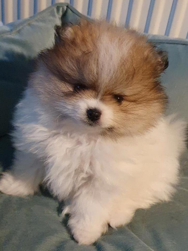 Pomeriaan pup reu ouders zijn patellaluxatie en cm/sm vrij, Dieren en Toebehoren, Honden | Poolhonden, Keeshonden en Oertypen