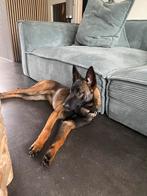 Mechelse herder teef 6 maanden, Dieren en Toebehoren, Rabiës (hondsdolheid), 15 weken tot 1 jaar, Teef, Eén hond