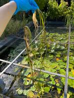 Watergentiaan stekken 20 stuks / kleine waterlelie soort, Ophalen, Zo goed als nieuw
