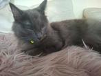 Kat 100 euro, Dieren en Toebehoren, Katten en Kittens | Overige Katten, Kater