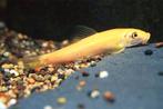 chinese/siamese algeneter gyrinocheilus aymonieri GOLD 15 cm, Dieren en Toebehoren, Vissen | Aquariumvissen, Vis