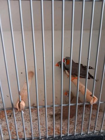 zebravinken beschikbaar voor biedingen