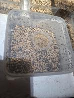 Bonenkevers - beanbeetles, Dieren en Toebehoren, Reptielen en Amfibieën, Overige soorten, 0 tot 2 jaar