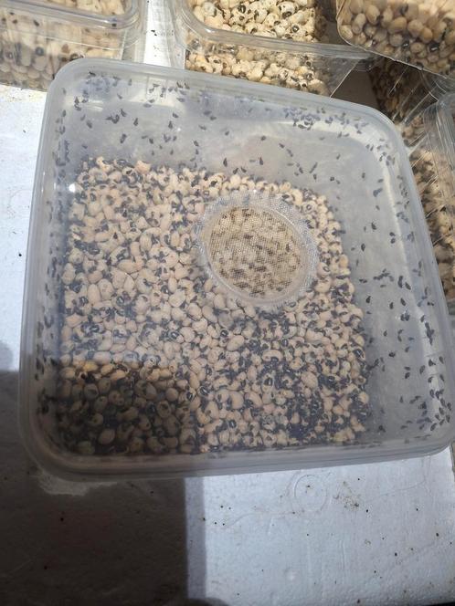 Bonenkevers - beanbeetles, Dieren en Toebehoren, Reptielen en Amfibieën, Overige soorten, 0 tot 2 jaar