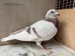 Doffer rombouts/stick donckers xrombouts /dortmund duivin, Dieren en Toebehoren, Vogels | Duiven, Meerdere dieren