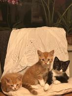 Kittens, Meerdere dieren