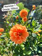 Dahlia’s te ruil of te koop omgeving Nijmegen, Tuin en Terras, Ophalen, Voorjaar, Volle zon, Knol