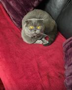 BKH kater, Kater, Ingeënt