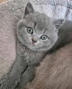 Britse korthaar kittens, Dieren en Toebehoren, Katten en Kittens | Raskatten | Korthaar, Kater, Ontwormd, 0 tot 2 jaar
