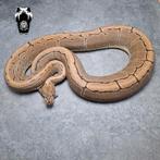 0.1 Pinstripe (proven breeder) python regius, Dieren en Toebehoren, Reptielen en Amfibieën, Slang, Tam, 3 tot 6 jaar