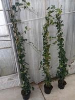 Hedera., Tuin en Terras, Planten | Struiken en Hagen, Ophalen of Verzenden, Overige soorten, 100 tot 250 cm
