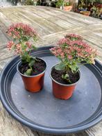 🌸🐝  Sedum spectabile Hemelsleutel vetkruid herbstfreude, Ophalen, Herfst, Volle zon