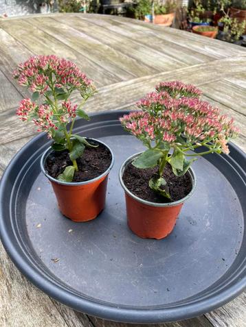 🌸🐝  Sedum spectabile Hemelsleutel vetkruid herbstfreude beschikbaar voor biedingen