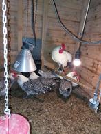 mooie jonge zilverpel haan, Dieren en Toebehoren, Pluimvee, Mannelijk, Kip