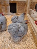 Broedeieren aangeboden Cochin kippen, Dieren en Toebehoren, Pluimvee, Geslacht onbekend, Kip