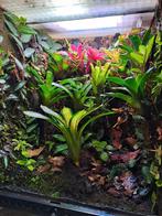 Te koop., Dieren en Toebehoren, Reptielen en Amfibieën | Toebehoren, Ophalen