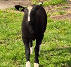 Zwartbles mooi mak ooilam 100 euro, Dieren en Toebehoren, Schapen, Geiten en Varkens, Vrouwelijk, Schaap, 0 tot 2 jaar
