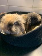 Laatste konijntje van het nestje voedster, Dieren en Toebehoren