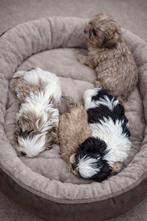 Unieke Shih tzu - maltezer - maltipoo pups 🩷💙, Parvo, Overige rassen, 8 tot 15 weken, Meerdere