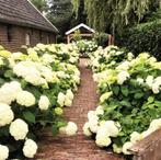 Hortensia Plantensteun ( uniek product ), Ophalen of Verzenden, Zomer, Overige soorten, Halfschaduw