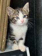 Zeer lieve aanhankelijke tijger kittens gek op honden, Dieren en Toebehoren, Katten en Kittens | Overige Katten, Meerdere dieren