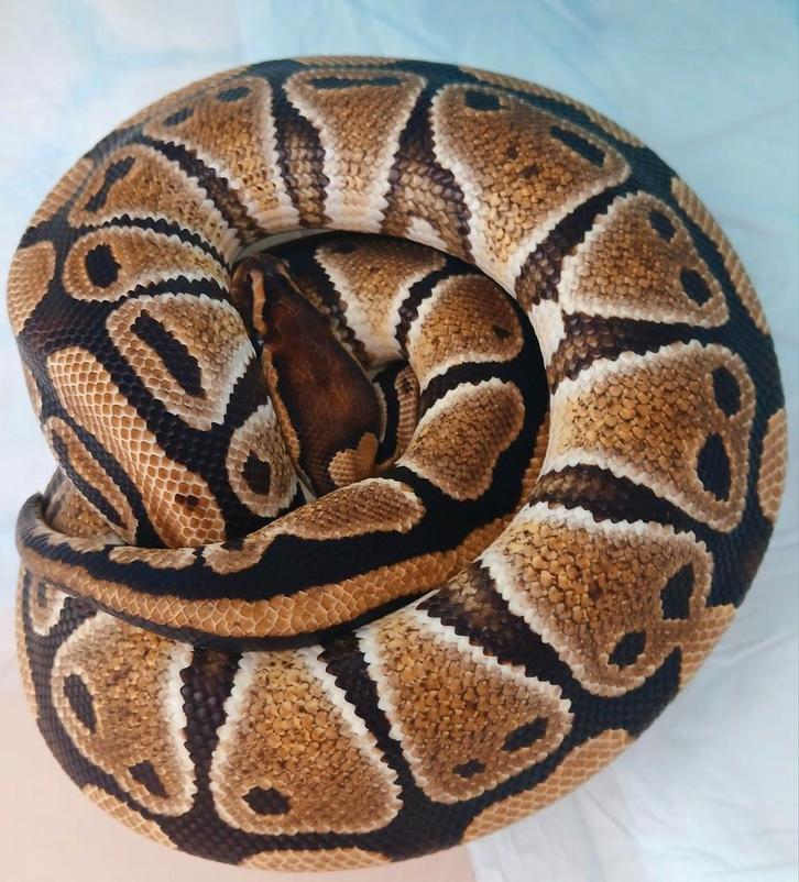 0.1 Python regius DH clown/genetic stripe nk 24