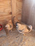 Wyandotte kriel buff columbia, Dieren en Toebehoren, Pluimvee, Vrouwelijk, Kip