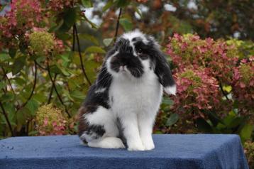 Lief hangoor konijntje beschikbaar voor biedingen