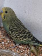 parkiet jong vogelkooi volière, Dieren en Toebehoren, Vogels | Parkieten en Papegaaien, Meerdere dieren, Parkiet, Geringd