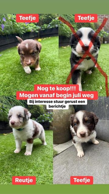 Nest australian shepherds 10 mei 2025 (nog 3 beschikbaar )  beschikbaar voor biedingen