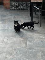 Zwart wit gevlekte jonge kater (2jr) achter gelaten, Dieren en Toebehoren, Katten en Kittens | Overige Katten, Kater