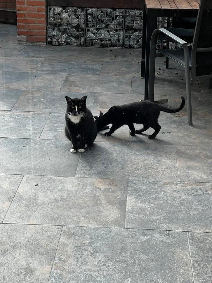 Zwart wit gevlekte jonge kater (2jr) achter gelaten, Dieren en Toebehoren, Katten en Kittens | Overige Katten, Kater