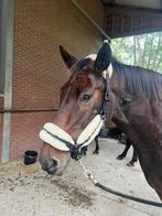 Halster paard full zwart meg nep bont, Dieren en Toebehoren, Ophalen of Verzenden, Gebruikt, Overige soorten