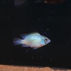 Blauwe acara 'Electirc Blue' - Andinoacara pulcher, Vis, Zoetwatervis